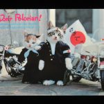 なめ猫　『昭和』『平成』と愛されてきたツッパリ子猫のキャラクター　<猫 昭和 平成 流行>